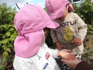 どんぐりの転がし絵。【そらぐみ】