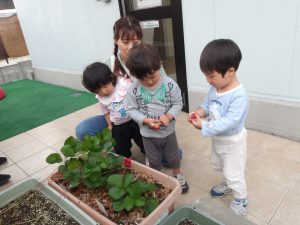 ６月もいちごの収穫。【そらぐみ・たいようぐみ】